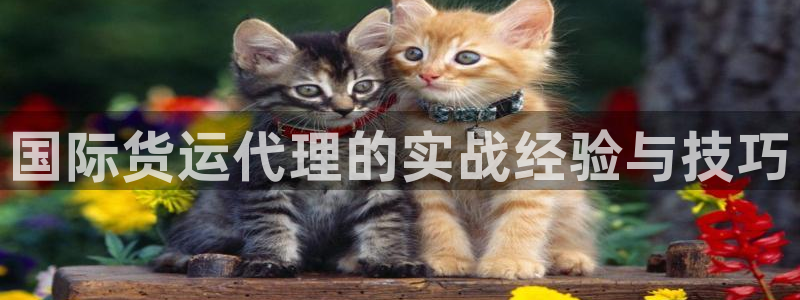 okpay钱包地址在哪里：国际货运代理的实战经验与技巧