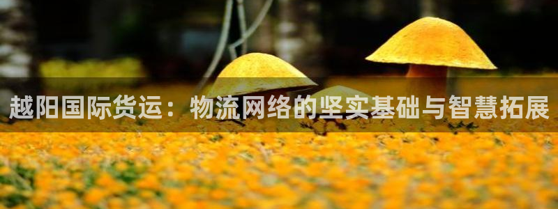 okpay钱包是正规平台吗：越阳国际货运：物流网络的坚实