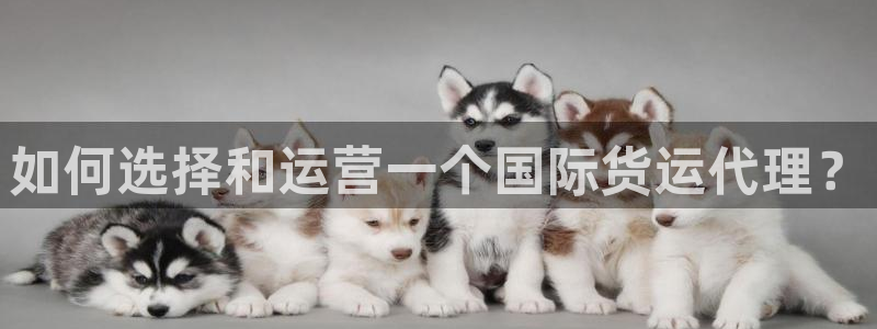 okpay钱包怎么提现：如何选择和运营一个国际货运代理？